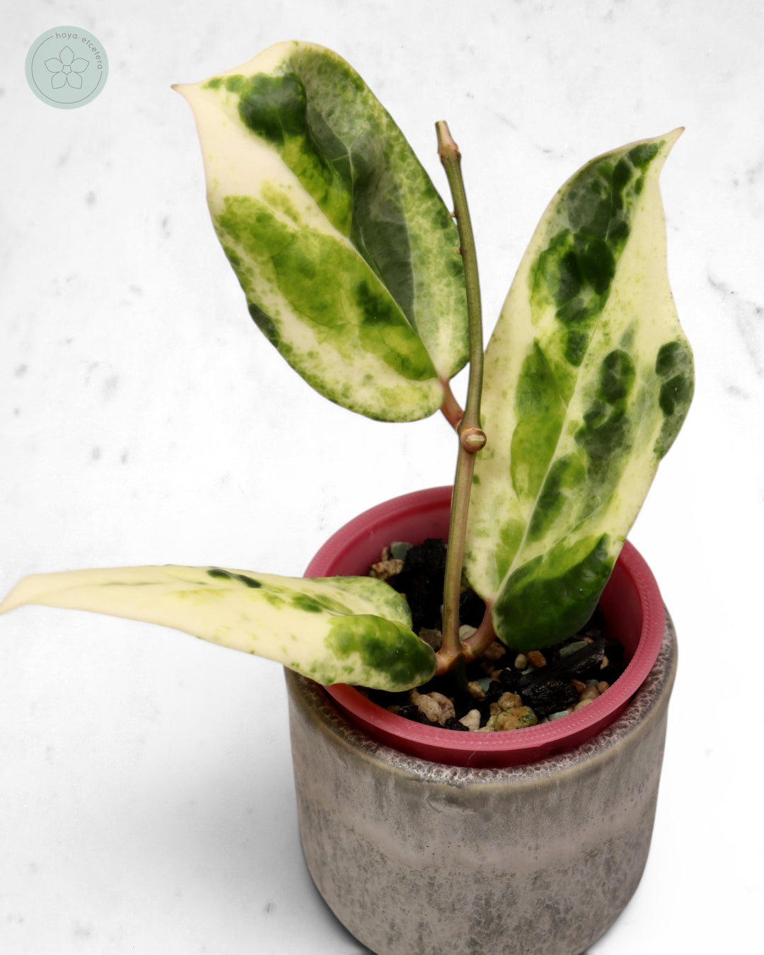 Hoya 'Candy' 🌱 cutting