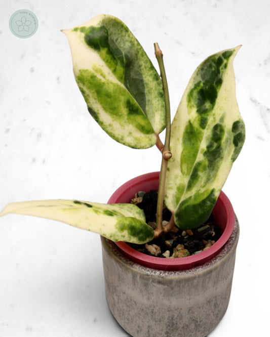Hoya 'Candy' 🌱 cutting