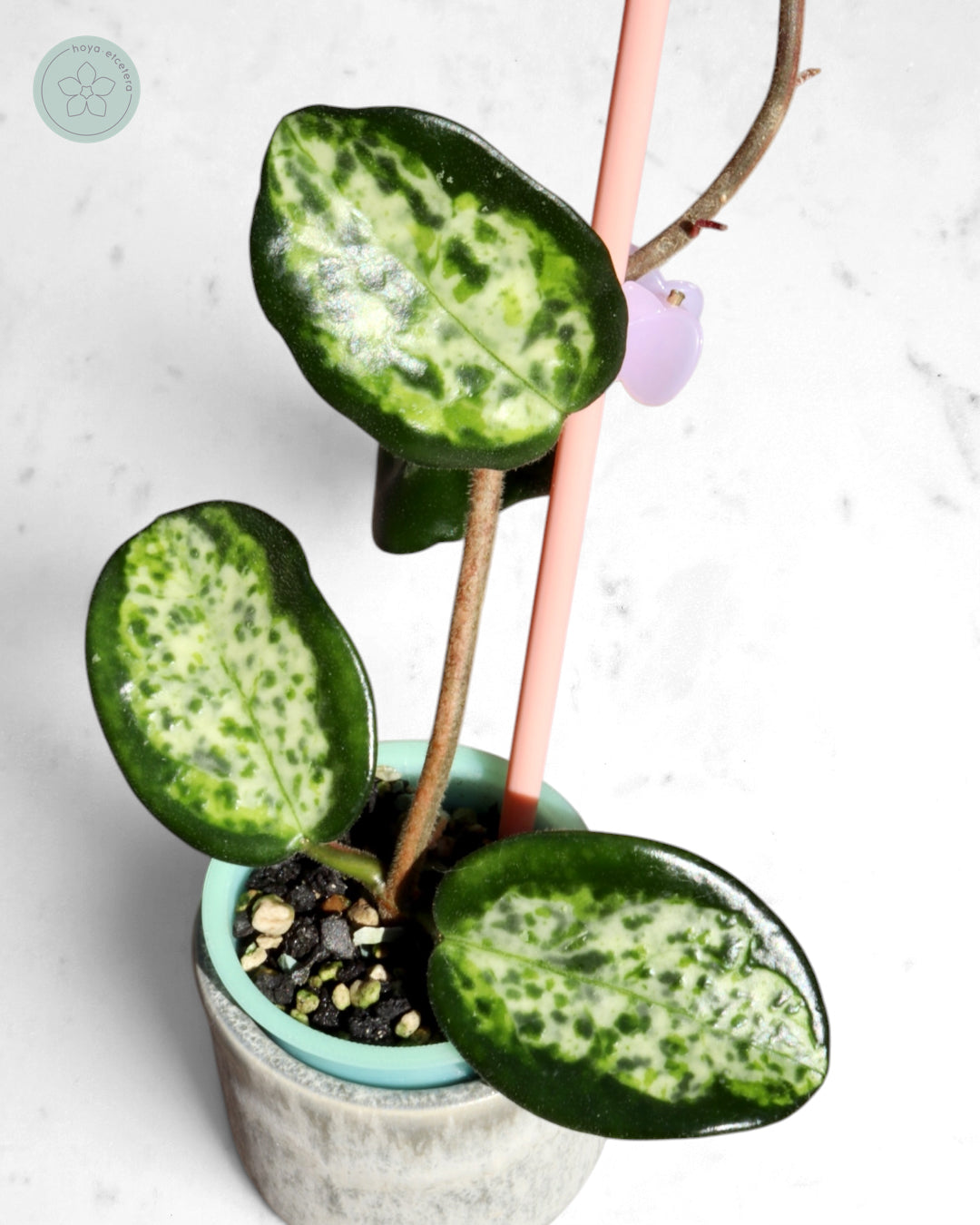 Hoya carnosa 'Madara' (Green Edge)