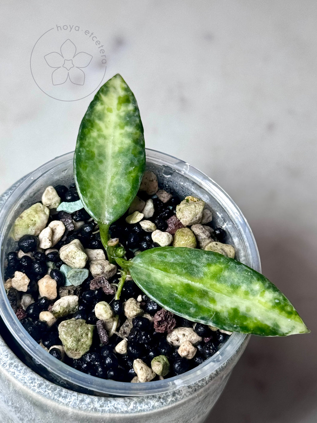 Hoya lacunosa (Peridot)