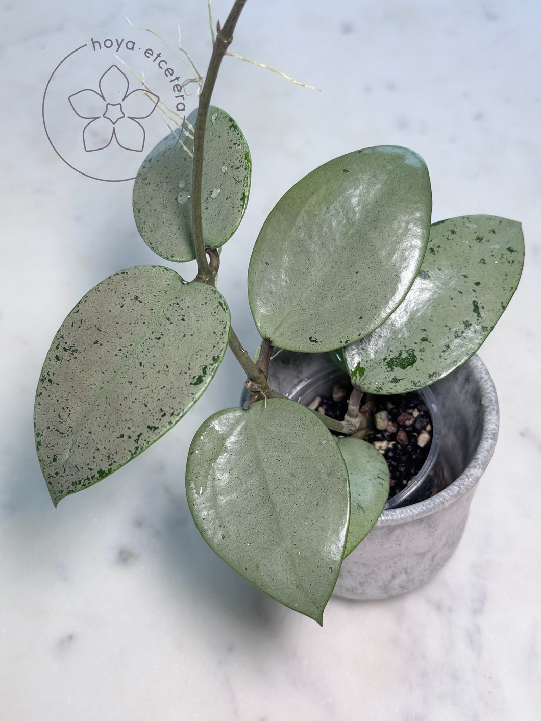 Hoya verticillata (silver heart)