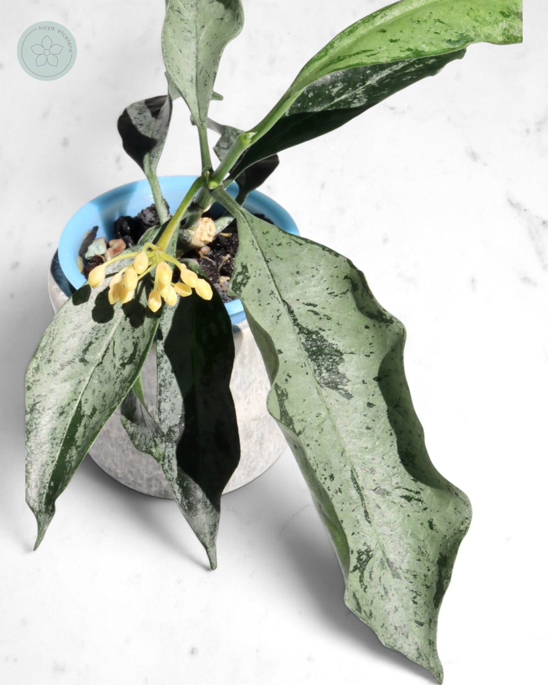 Hoya occultata (silver)