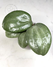 Load image into Gallery viewer, Hoya latifolia (silver)

