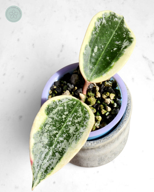 Hoya sp. Rangsan (albo splash)