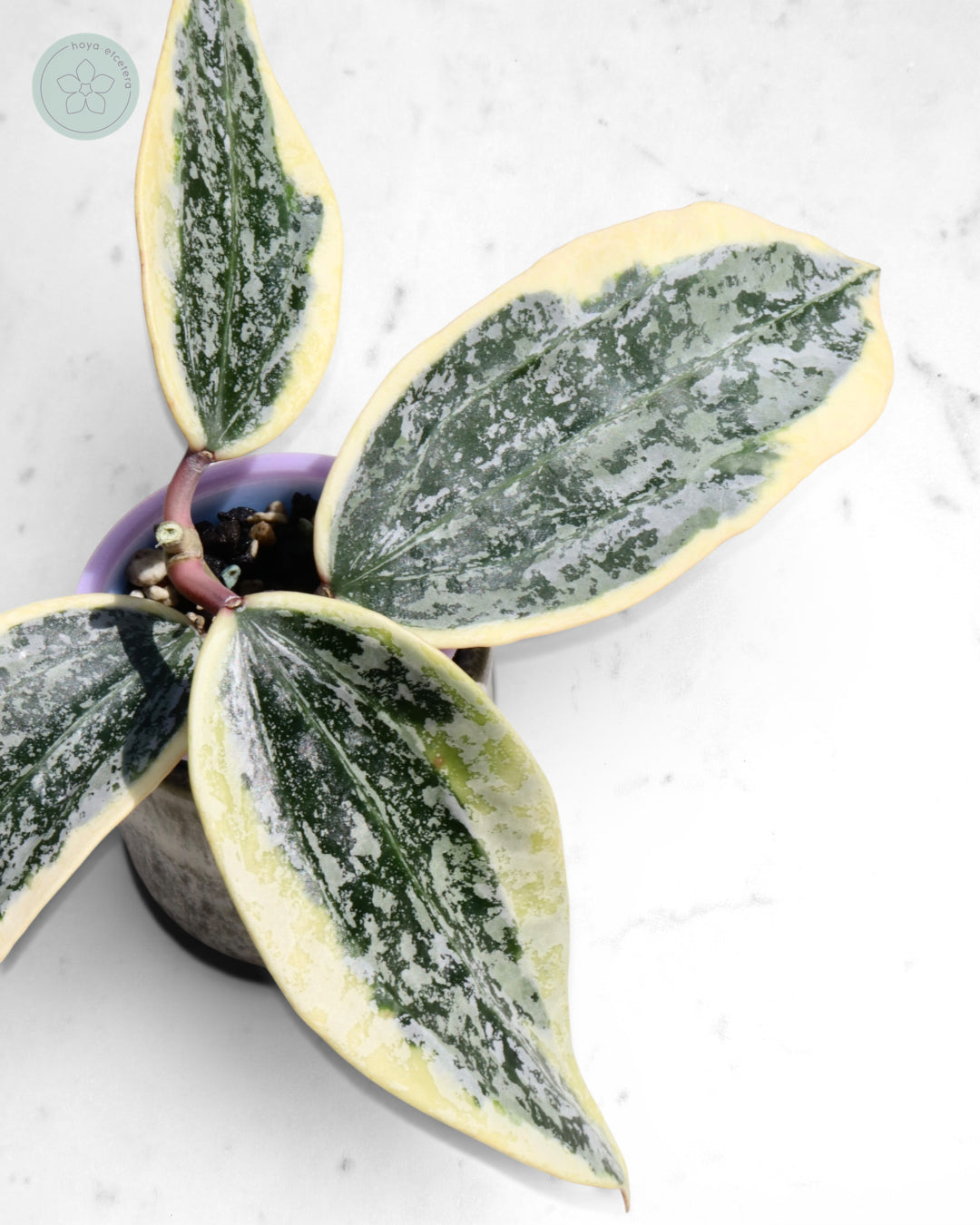 Hoya sp. Rangsan (albo splash) 🌱 cutting