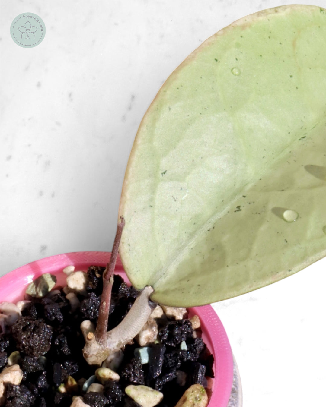 Hoya 'Emperor' (silver)