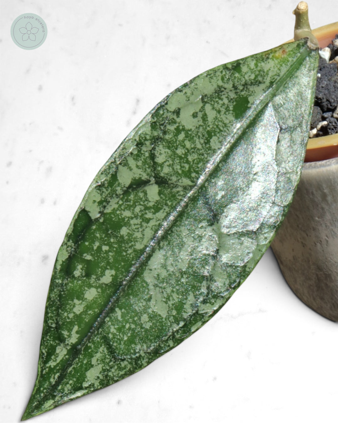 Hoya clemensiorum (Borneo silver)
