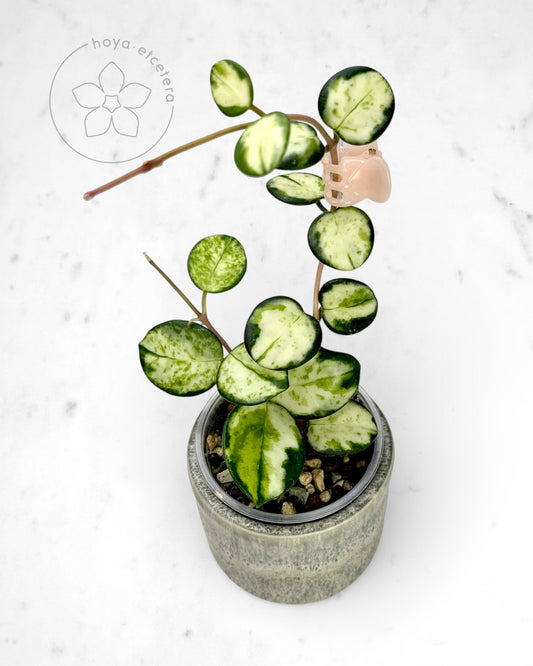 Hoya 'Mathilde' (variegated)