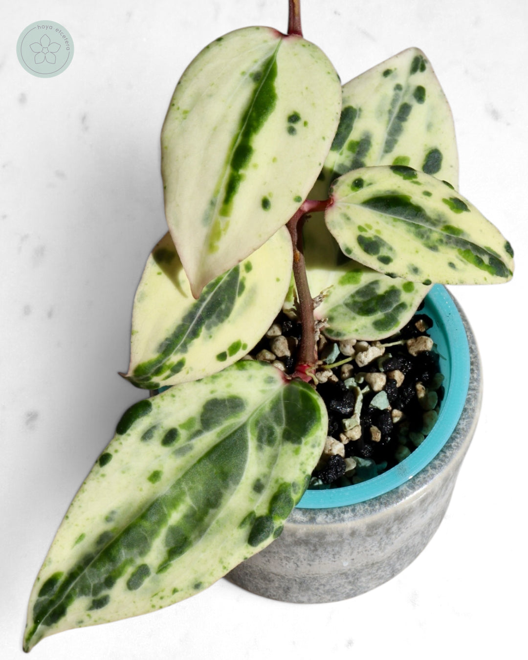Hoya 'Swiffer’s Nightmare'