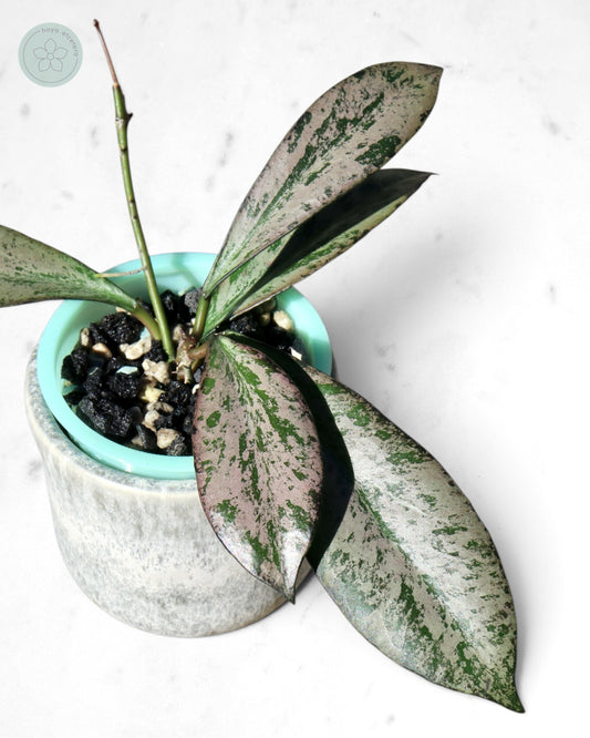 Hoya 'Argentella Luna'