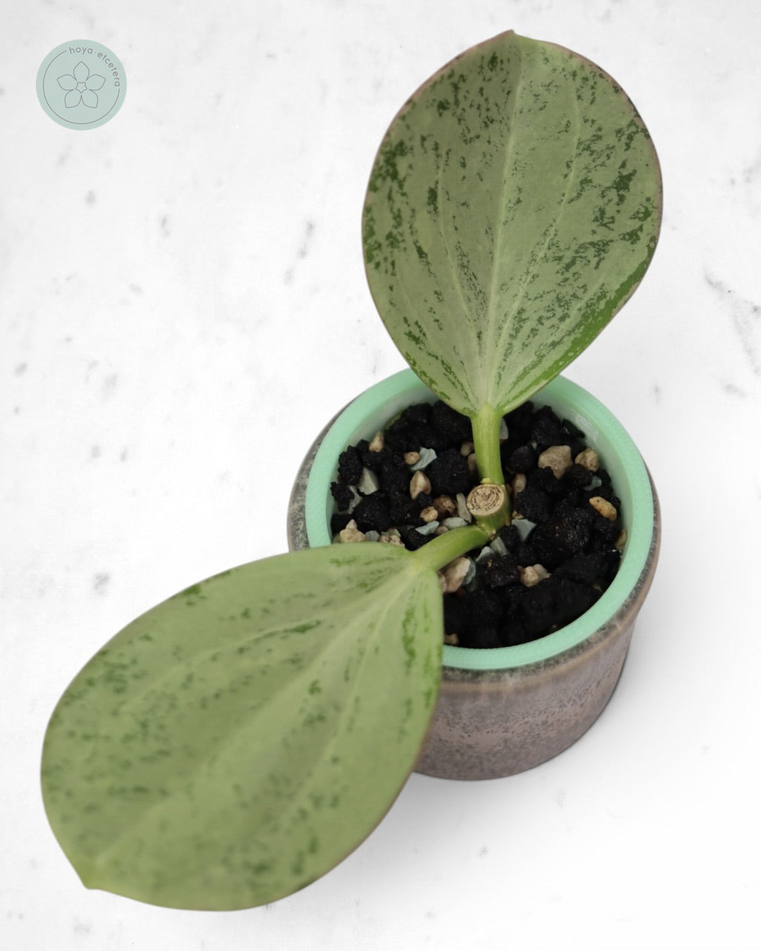 Hoya subquintuplinervis (silver)