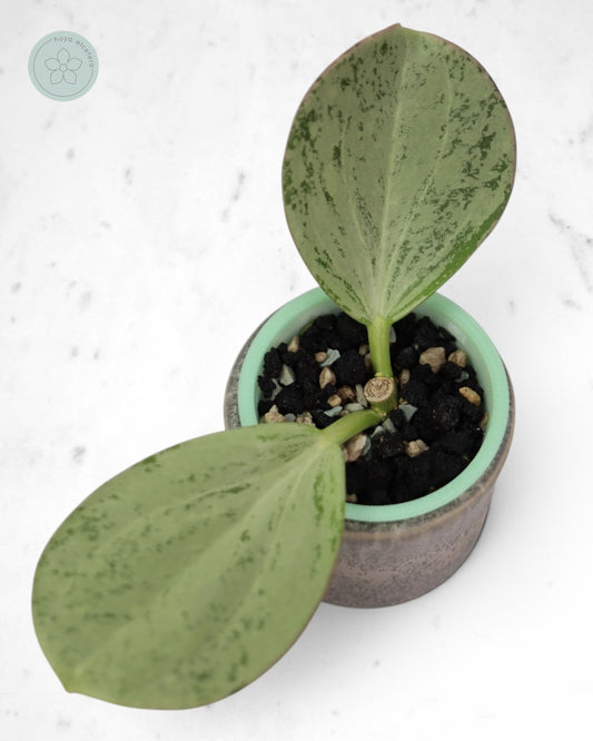 Hoya subquintuplinervis (silver)