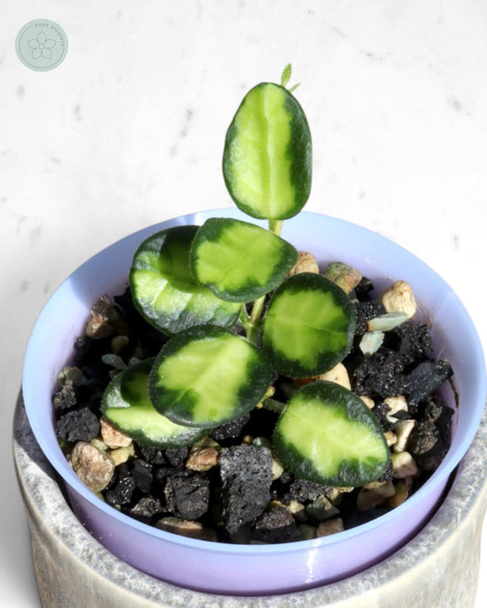 Hoya tengchongensis (variegated)