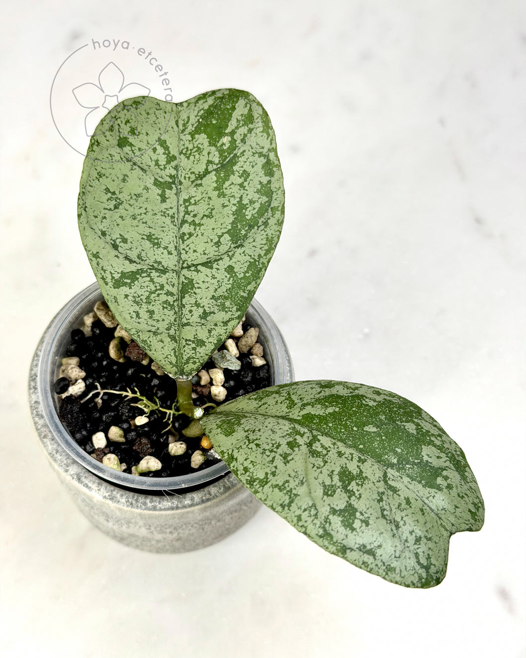 Hoya 'Morning Dew' (silver) 🦄