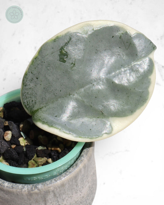 Hoya carnosa 'Argentea Picta'