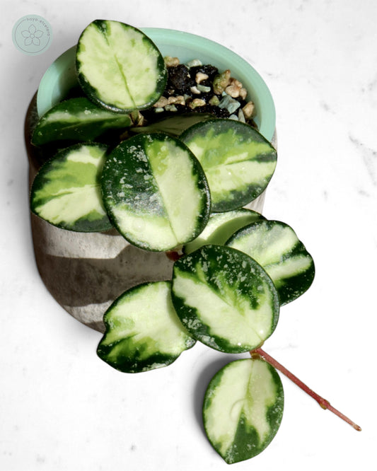 Hoya 'Mathilde' (variegated splash)