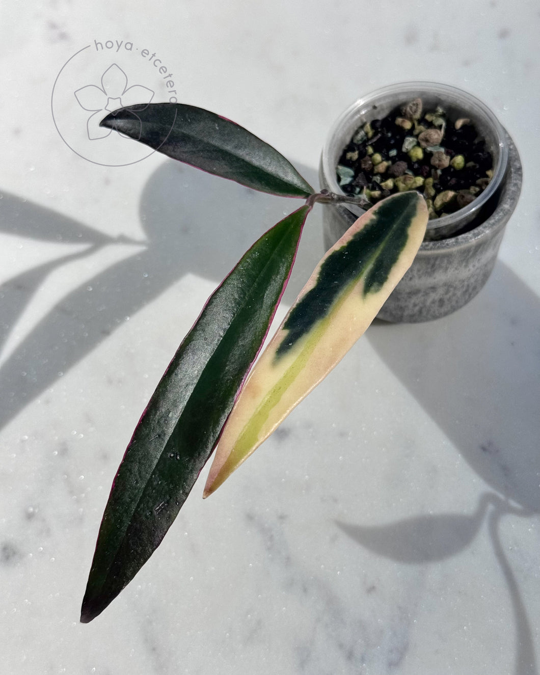 Hoya sulawesiana (albo)