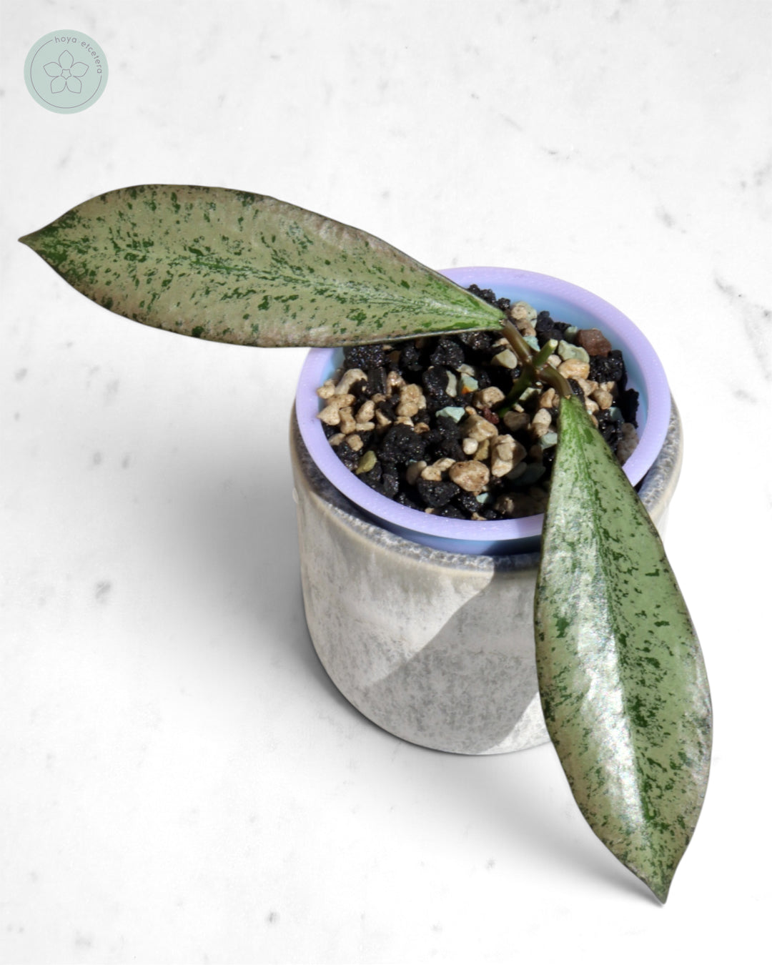 Hoya 'Argentella Luna'