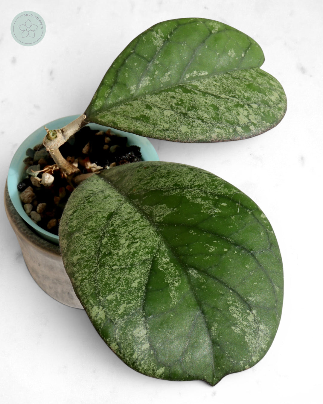 Hoya patcharawalai seedling (selection by Ice)