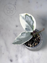 Load image into Gallery viewer, Hoya carnosa &#39;Argentea Picta&#39;
