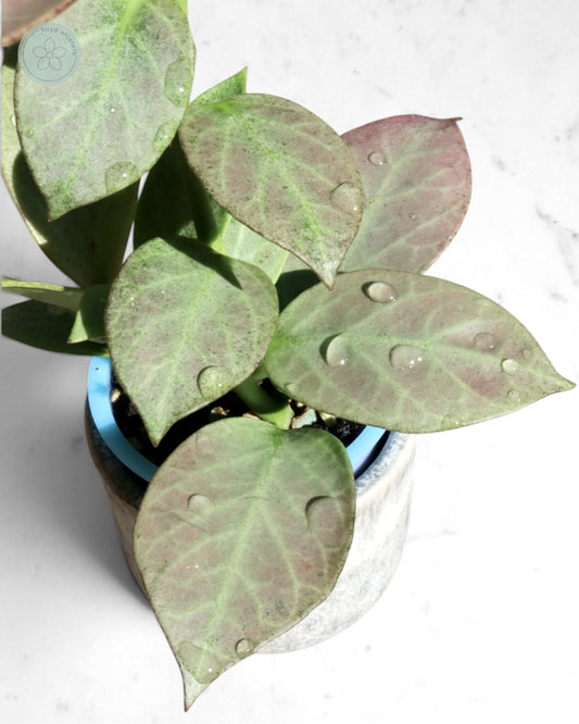 Hoya obscura 'Cryptic Chrome' CML-09-21-A