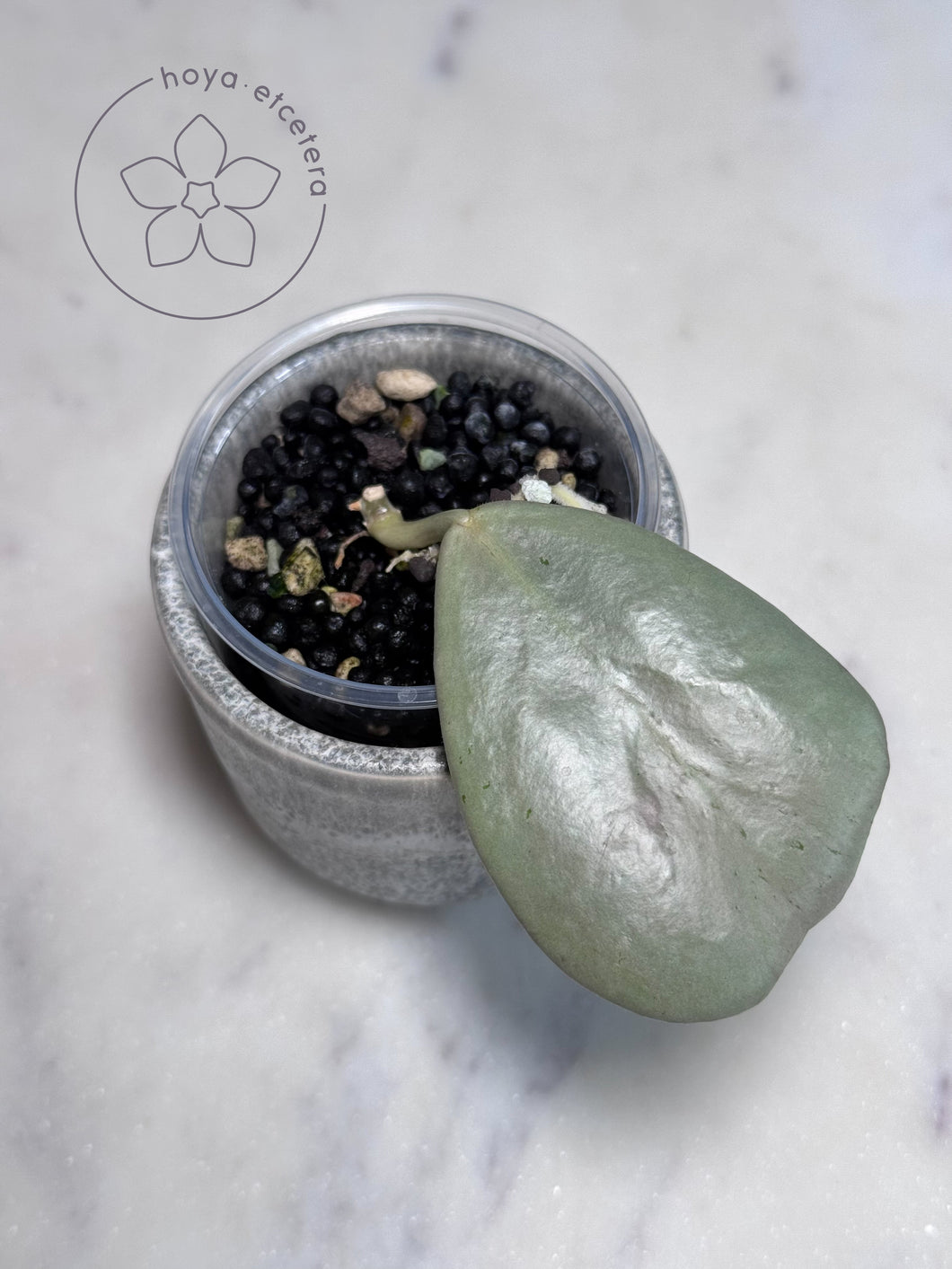 Hoya sp. Chiang Dao (silver) 🌱 cutting