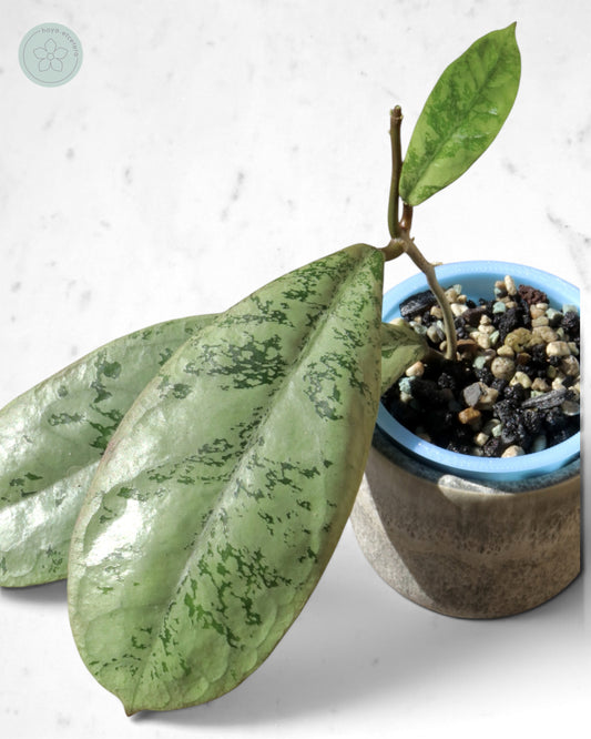 Hoya 'Lorelai'