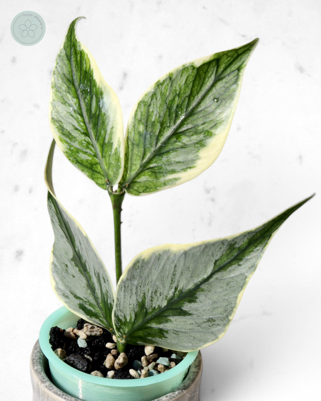 Hoya polyneura 'Diem Fairy Queen' (albo silver) 🌱 cutting