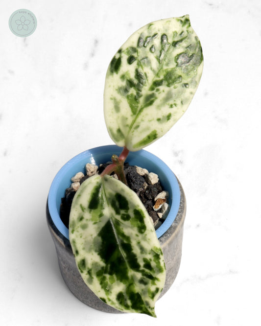 Hoya carnosa 'Madara' (Snow Angel) 🌱 cutting