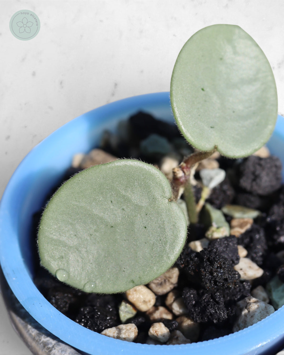 Hoya 'Grey Fairy'