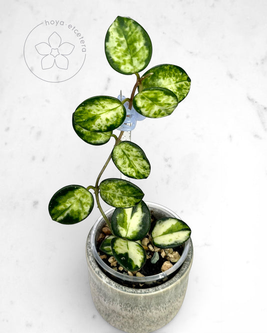 Hoya 'Mathilde' (variegated)