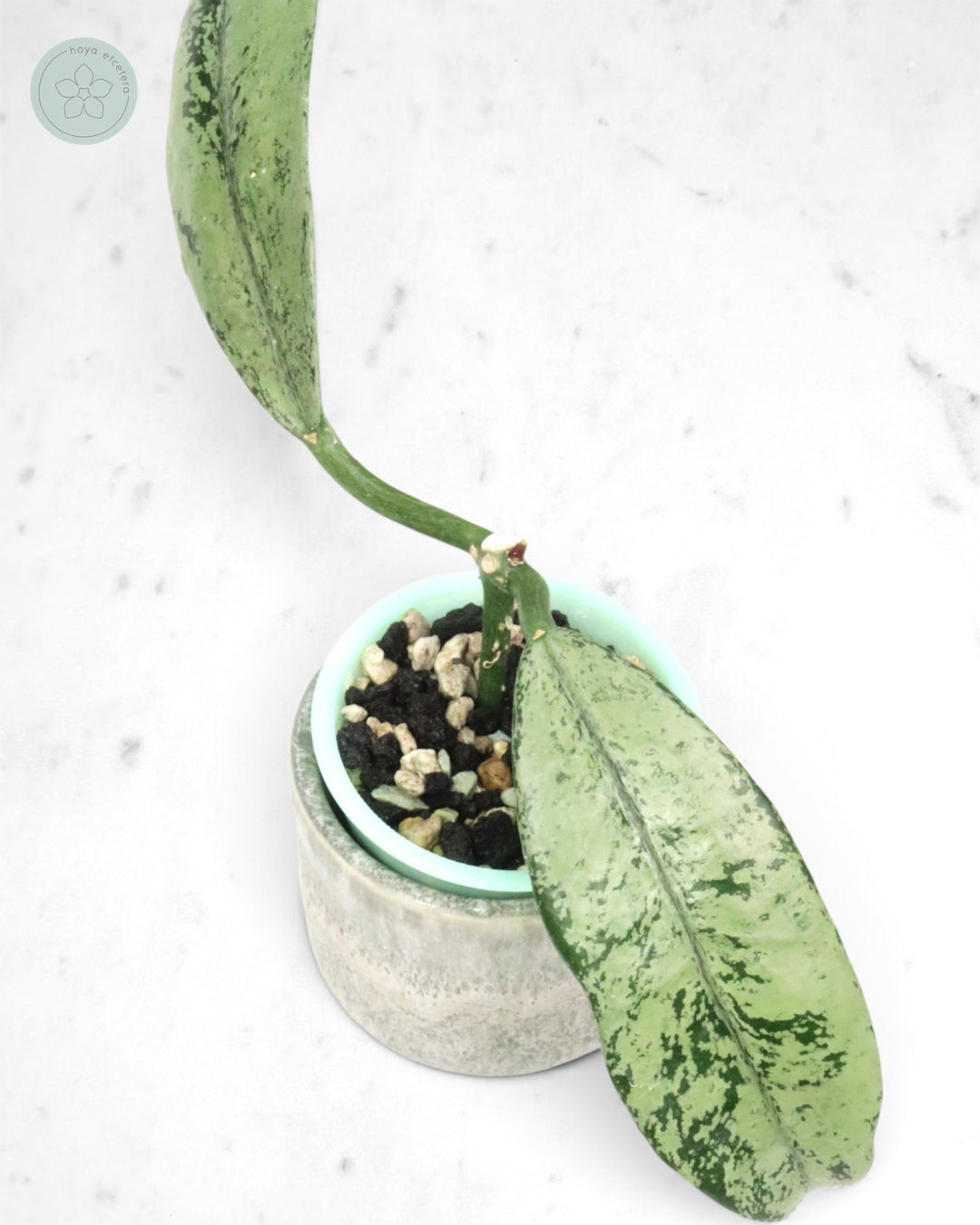 Hoya griffithii (ghost)