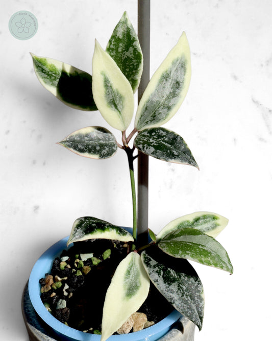 Hoya lacunosa 'Lumina'
