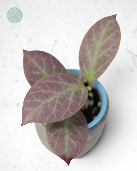 Hoya obscura 'Cryptic Chrome' CML-09-21-A