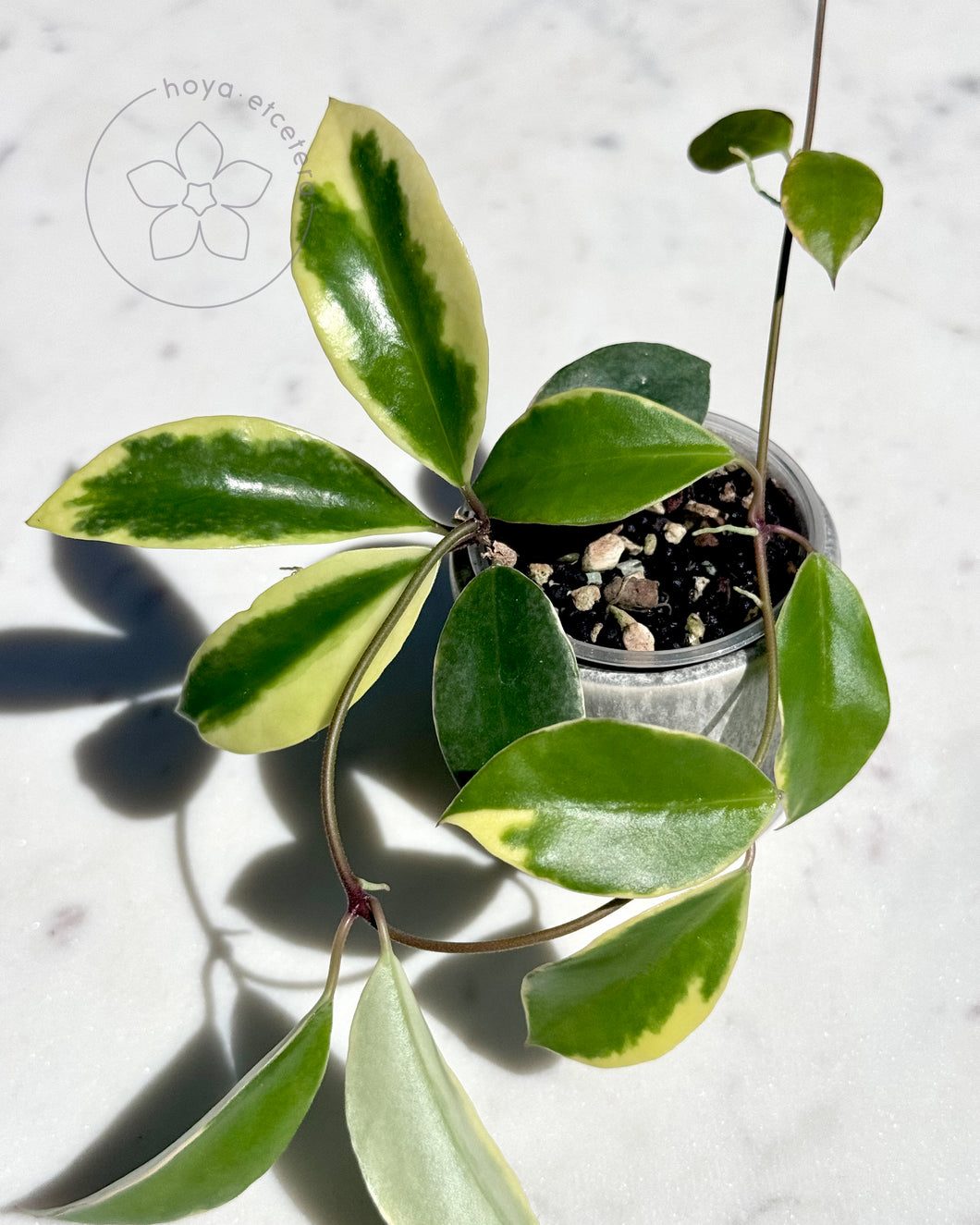 Hoya halophila (outer variegated)