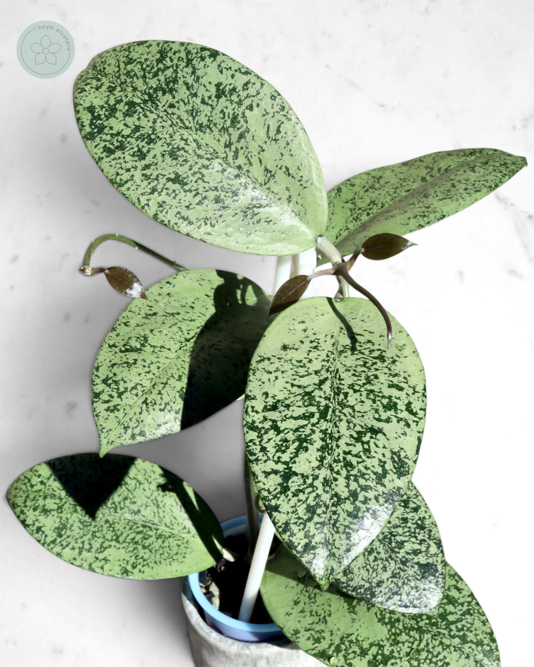 Hoya sp. Ponorogo (silver)