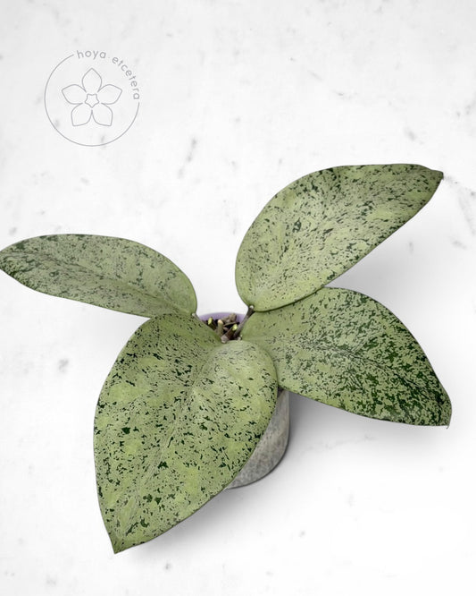Hoya sp. Ponorogo (silver)