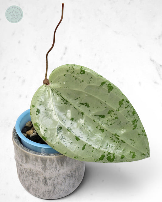 Hoya glabra 'Gin' (silver) 🌱 cutting