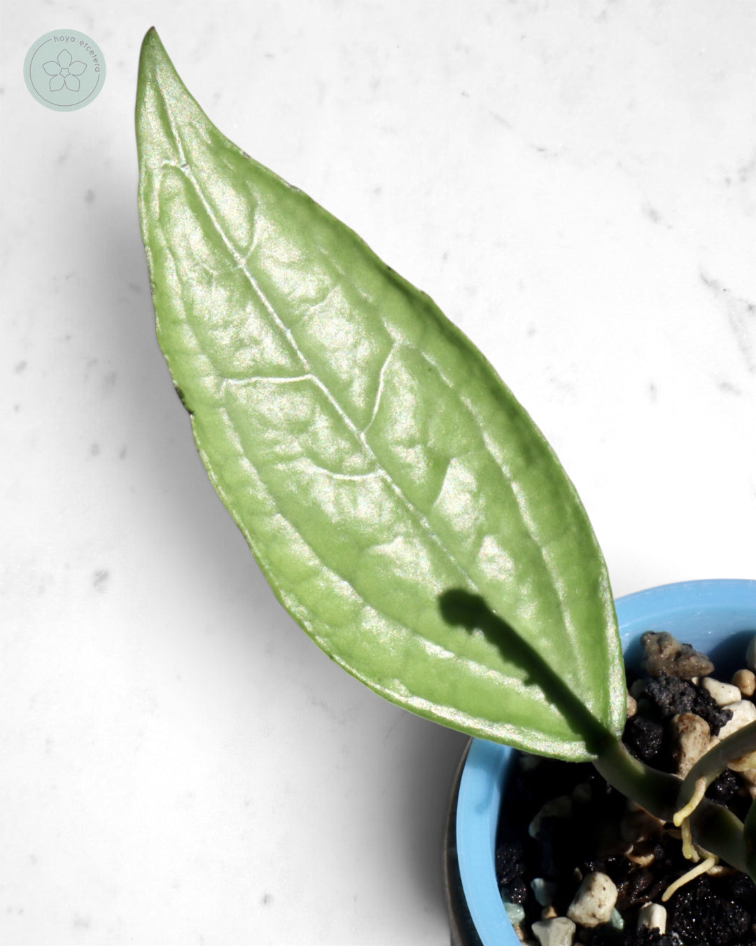 Hoya sp. Germany (silver)
