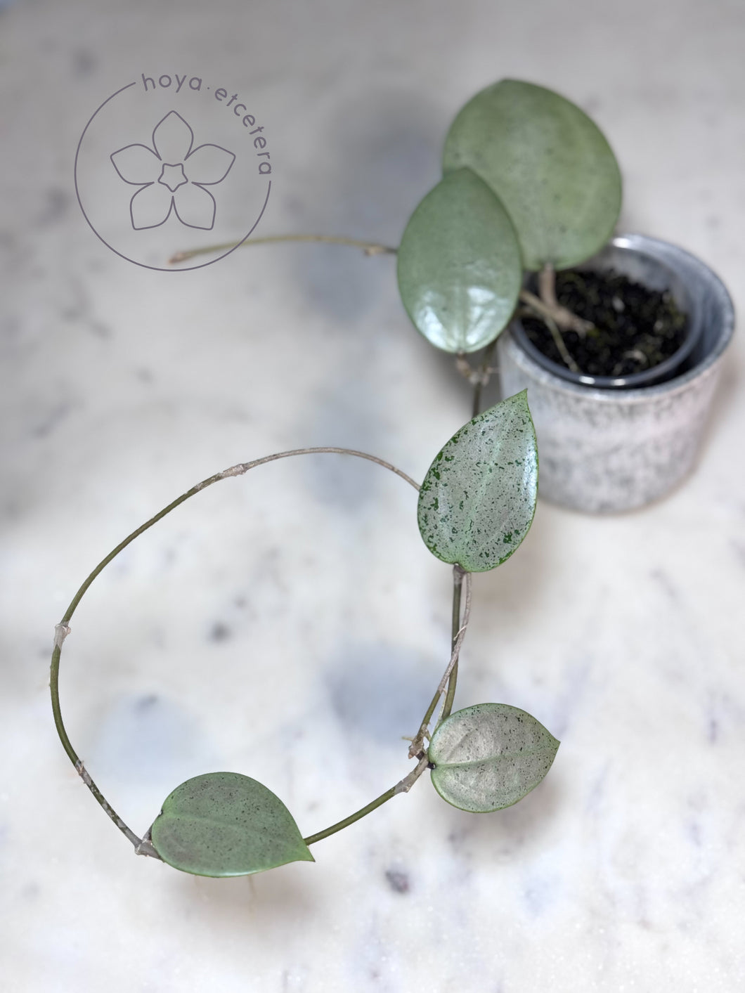 Hoya verticillata (silver heart)