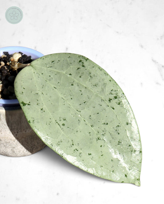 Hoya glabra 'Gin' (silver)