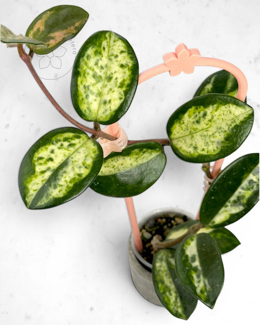 Hoya carnosa 'Madara' (Green Edge)