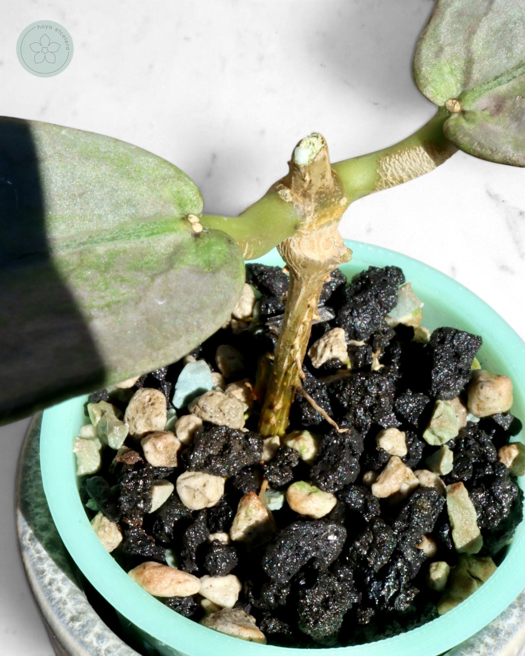 Hoya mitrata (Pearl Gold)