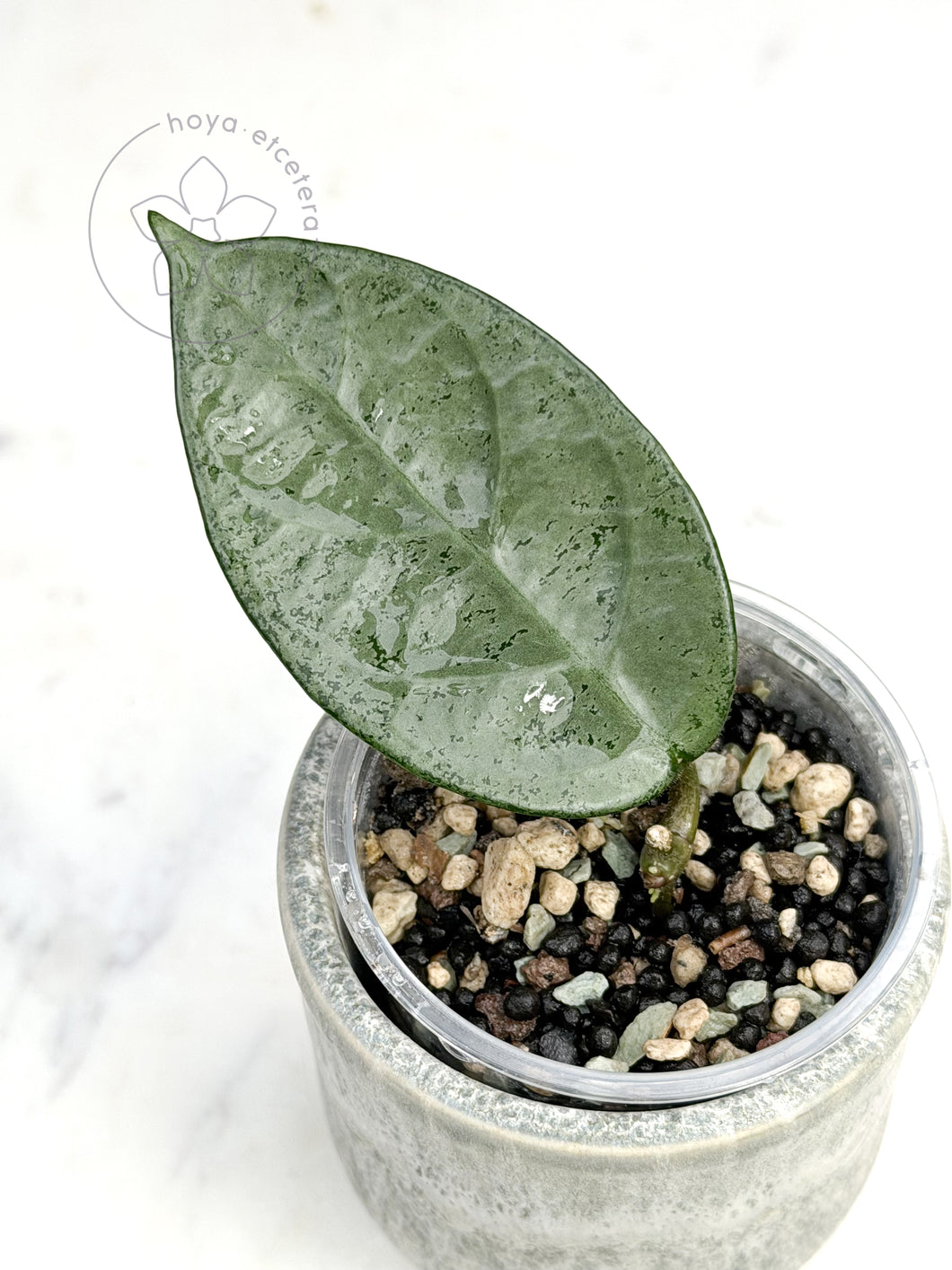 Hoya sp. Lai Chau (silver)