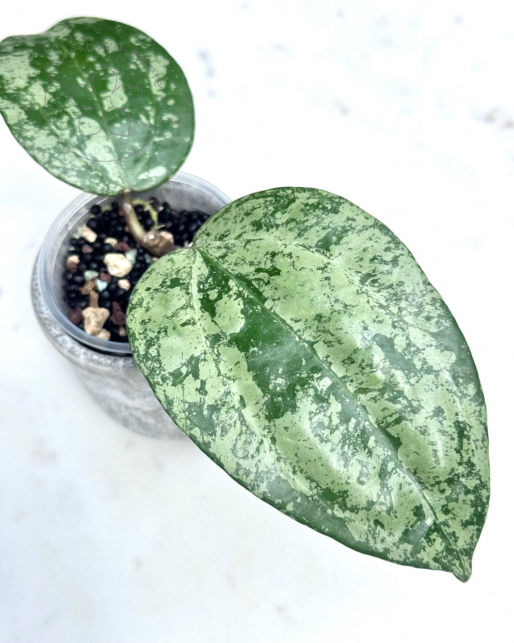 Hoya latifolia 'MRH'