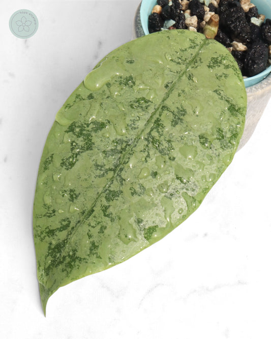 Hoya sp. Gunung Gading (Borneo silver)