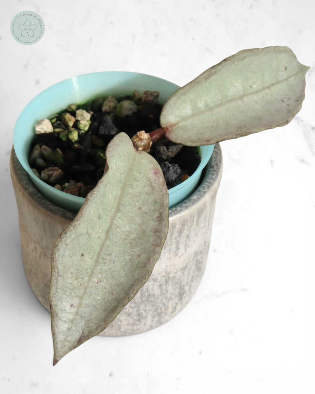 Hoya mitrata (sp. Buntok silver AH clone)