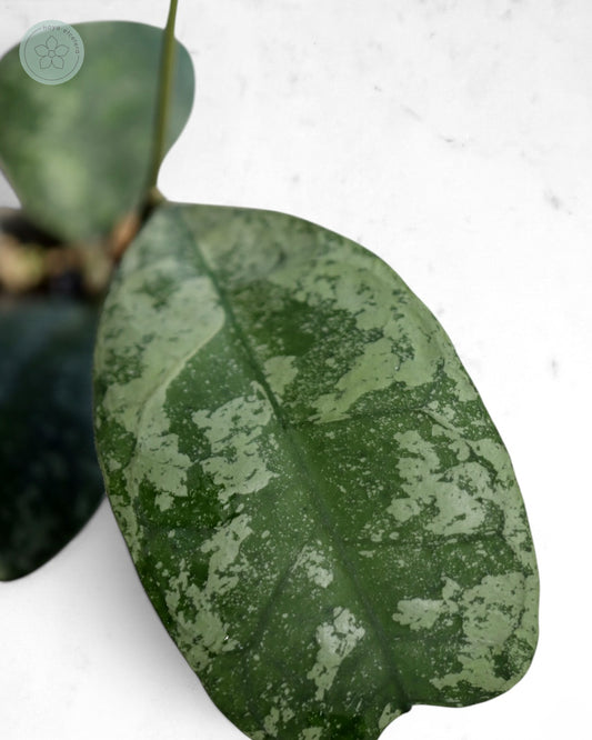 Hoya 'Morning Dew' (silver)