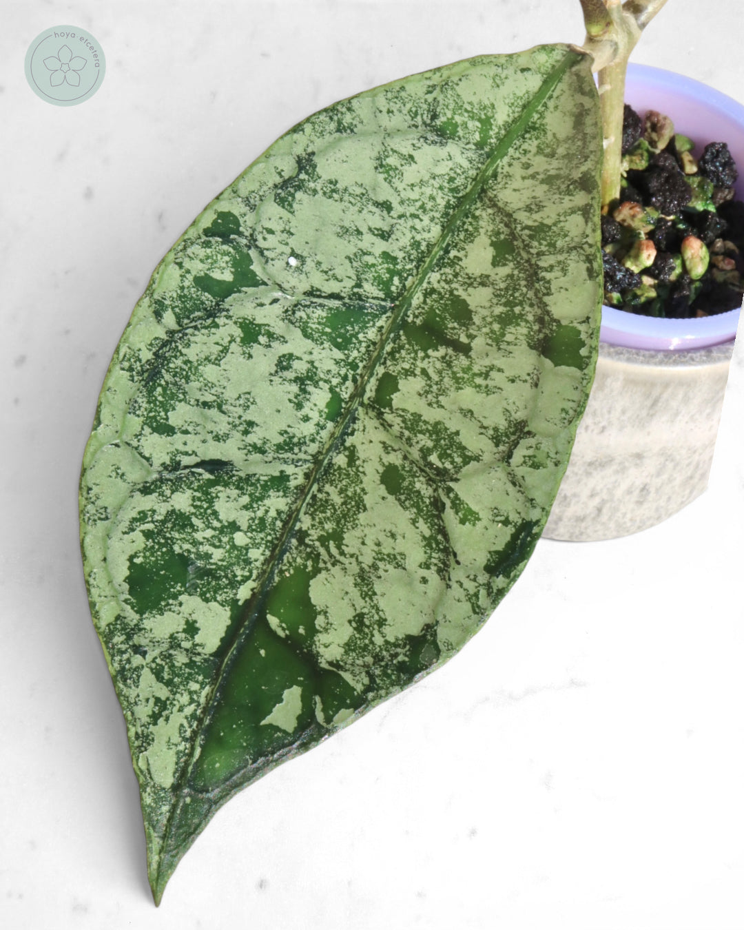 Hoya clemensiorum (Borneo silver)