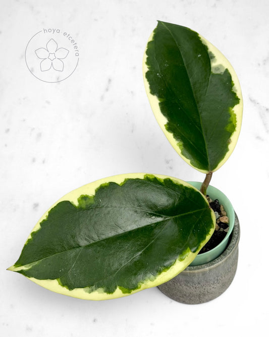 Hoya ilagiorum (albo)